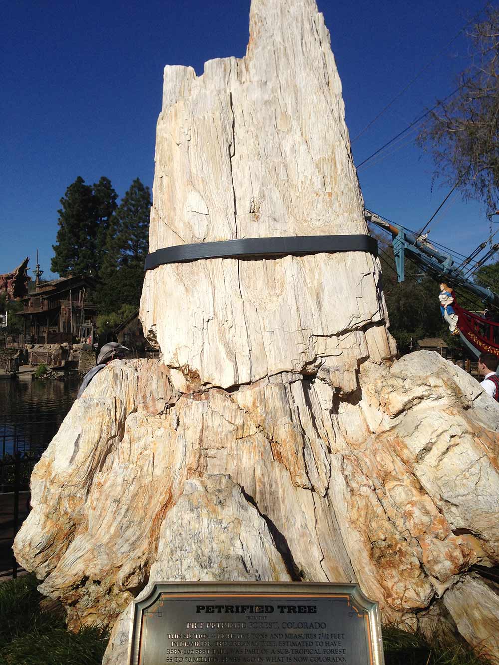 Disneyland History Petrified Trees