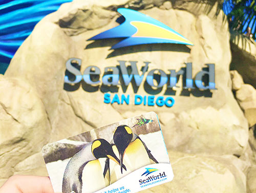 Orca Experiences at SeaWorld San Diego