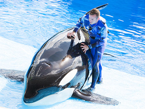 Orca Experiences at SeaWorld San Diego All Day Orca Play
