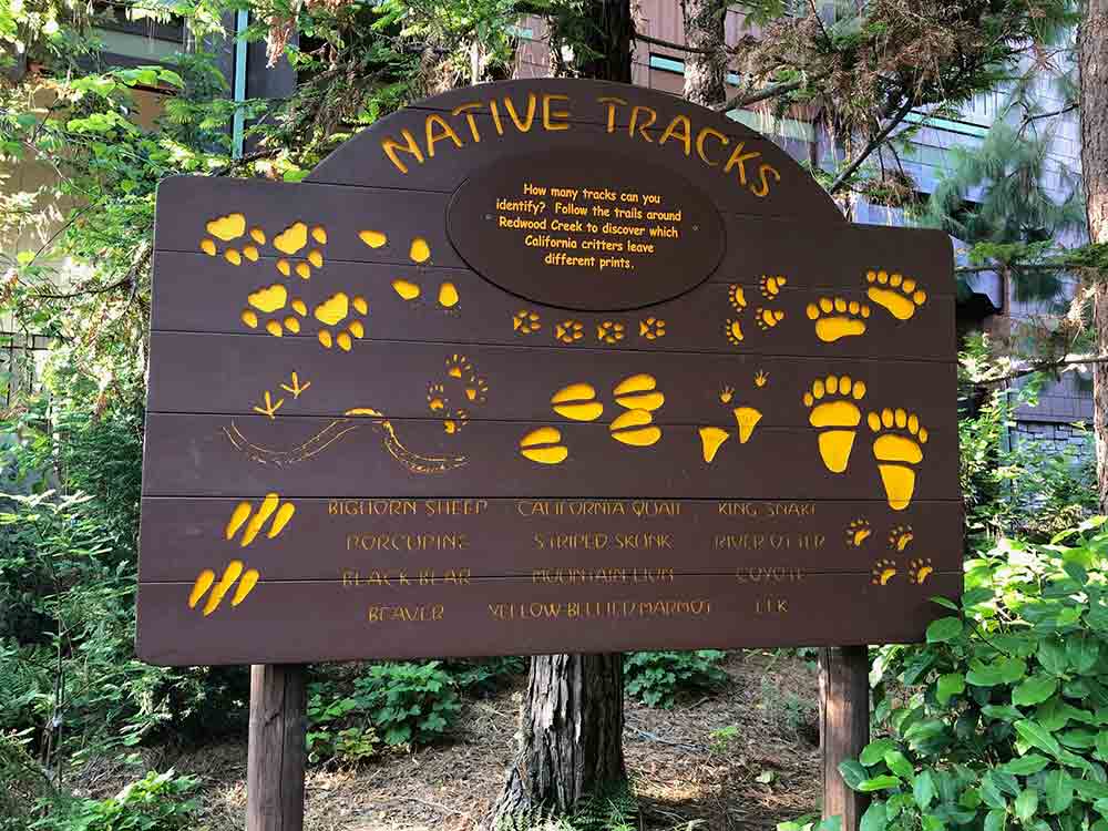 Redwood Creek Challenge Trail Native Tracks