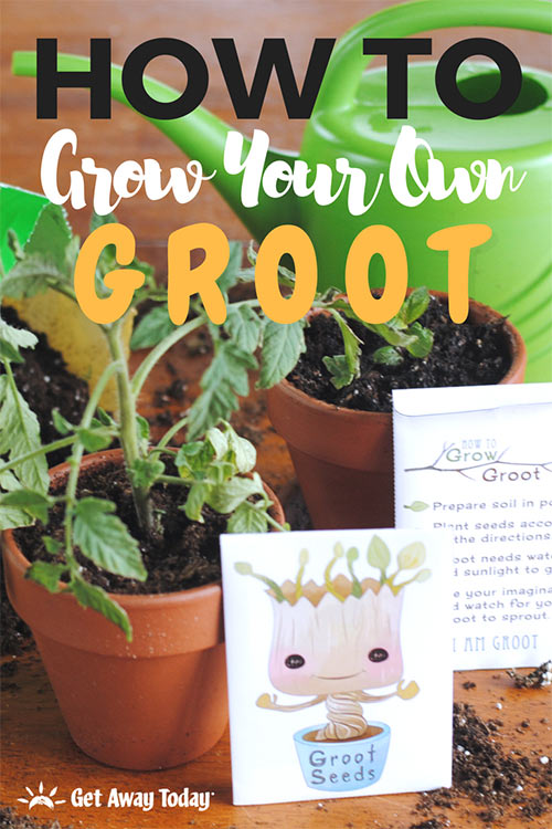 How To Grow Your Own Baby Groot from Guardians of the Galaxy || Get Away Today