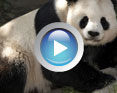 Watch a video for San Diego Zoo