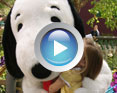 Watch a video for Knott's Berry Farm