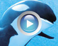 Watch a video for SeaWorld