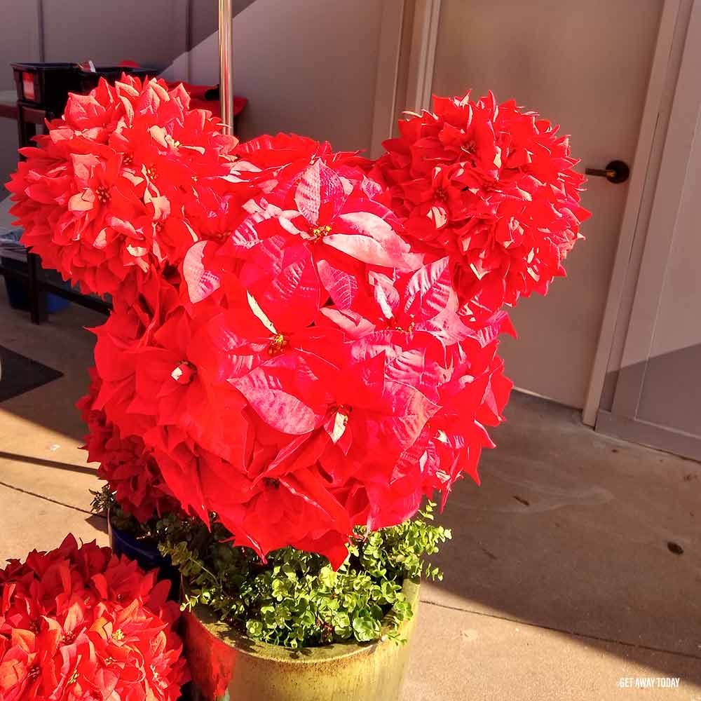 Disneyland Secrets Hidden Mickey Red Poinsettia plant