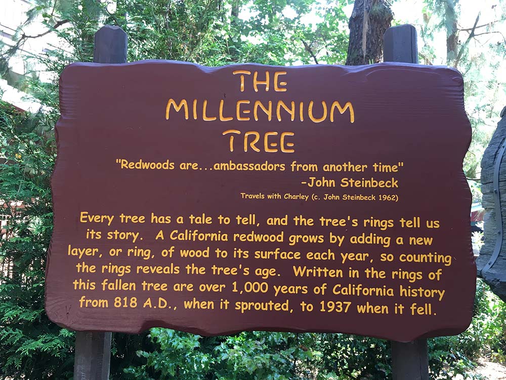 Disneyland History Millennium Tree