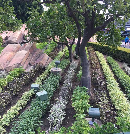 Things You Don't Know About Disneyland Tomorrowland Plants