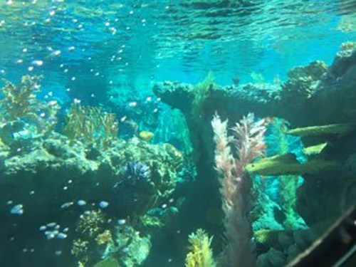 Disneyland Submarine Underwater Ride