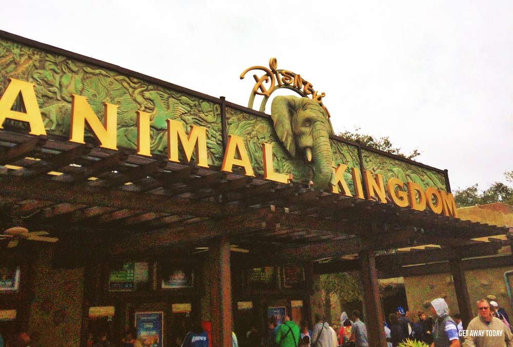 Disney World Concierge Service Animal Kingdom