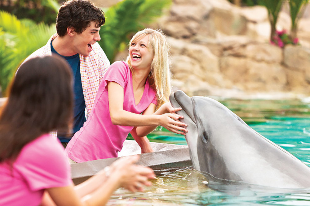 Holidays at SeaWorld San Diego Dolphin