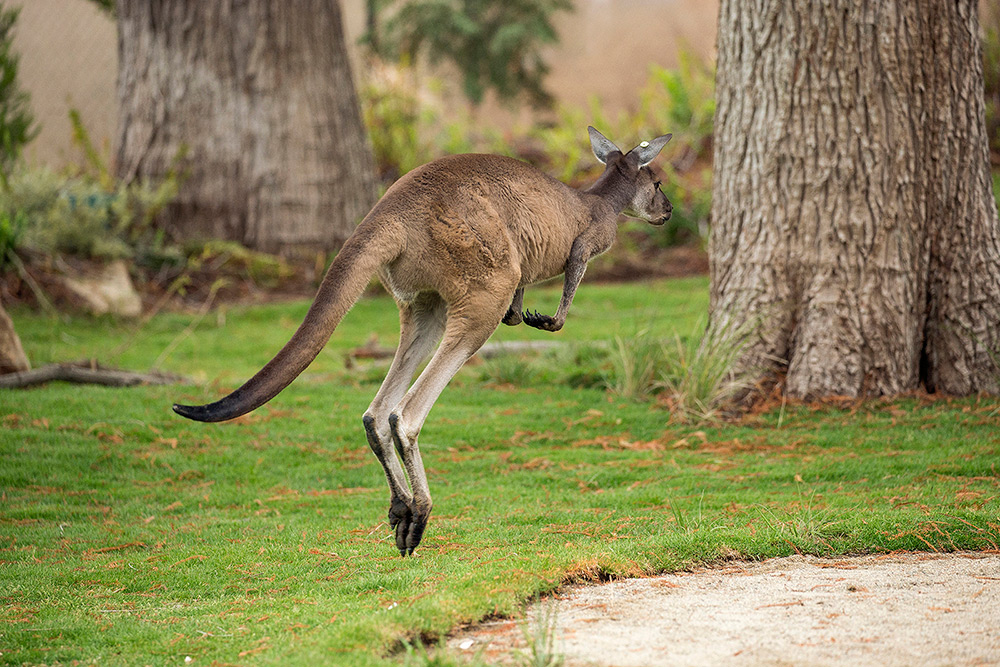 Kids Free October - San Diego Zoo Safari Park Walkabout Australia Kangaroo
