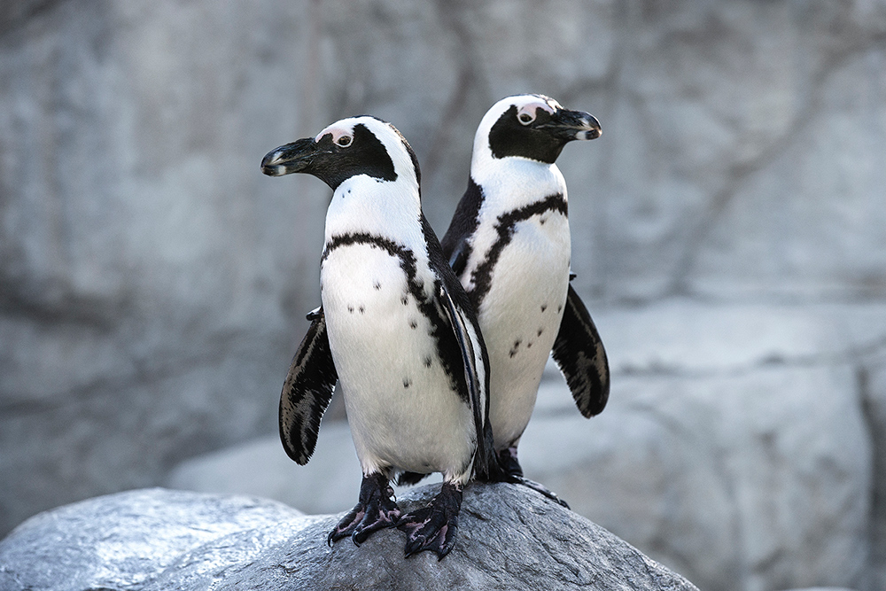 Kids Free October - San Diego Zoo Penguins Africa Rocks Exhibit