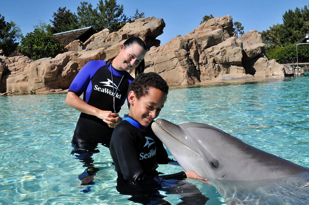 Kids Free October - SeaWorld Dolphin Interaction