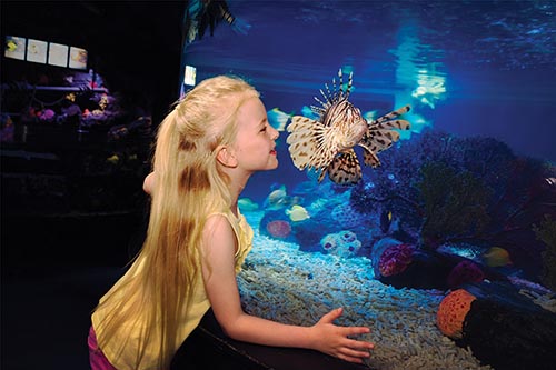 Legoland Castle Hotel Review Sealife Aquarium