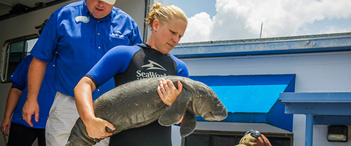 Orca Experiences at SeaWorld San Diego SeaWorld Cares